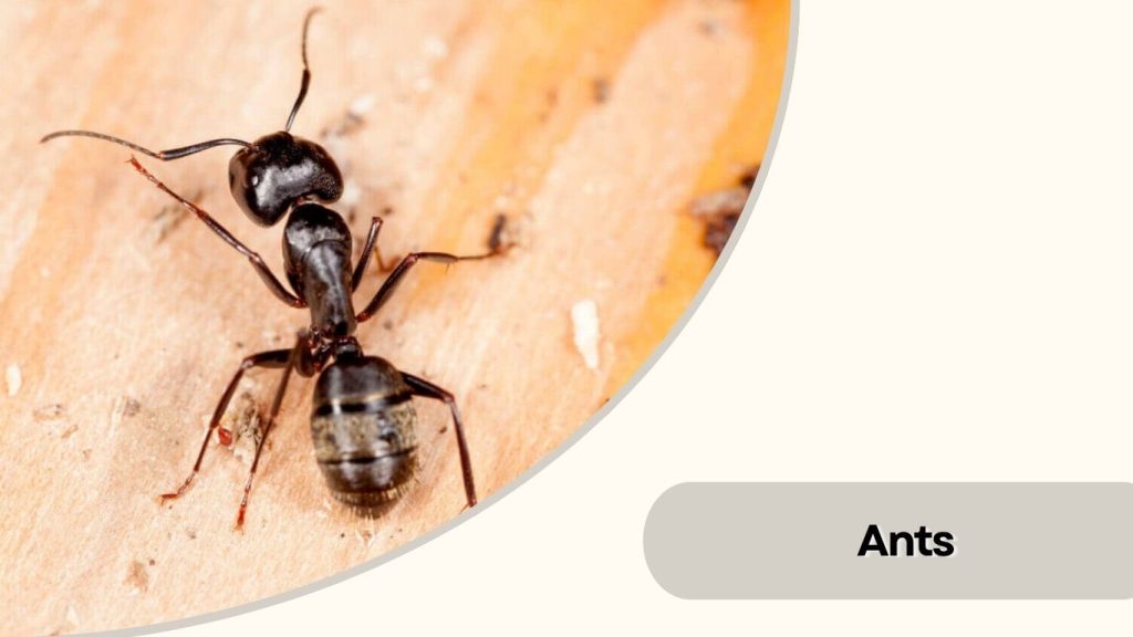 Ants