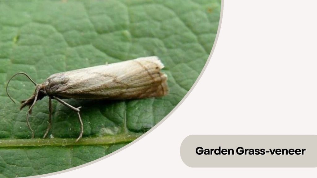 Garden Grass-veneer