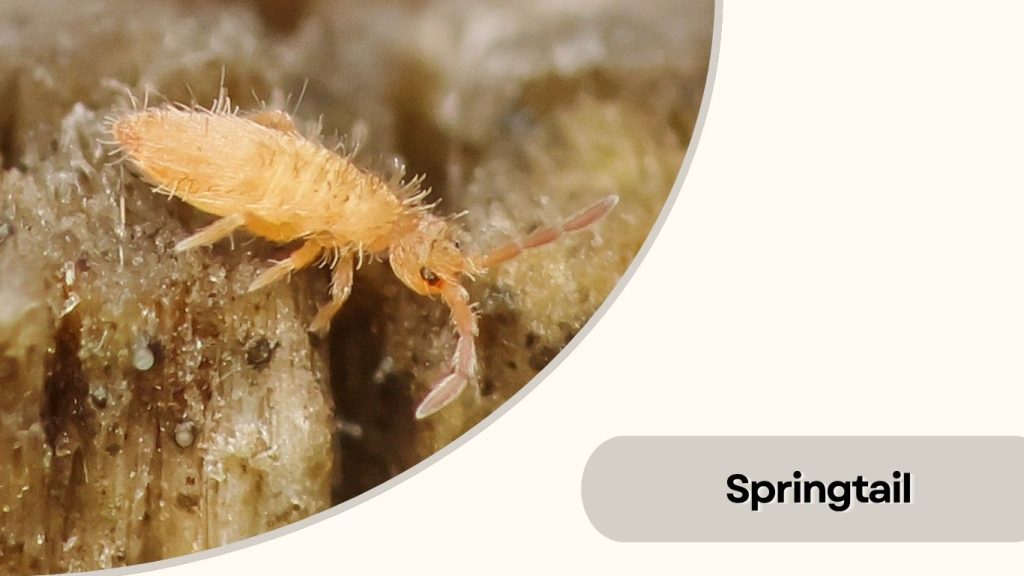Springtail