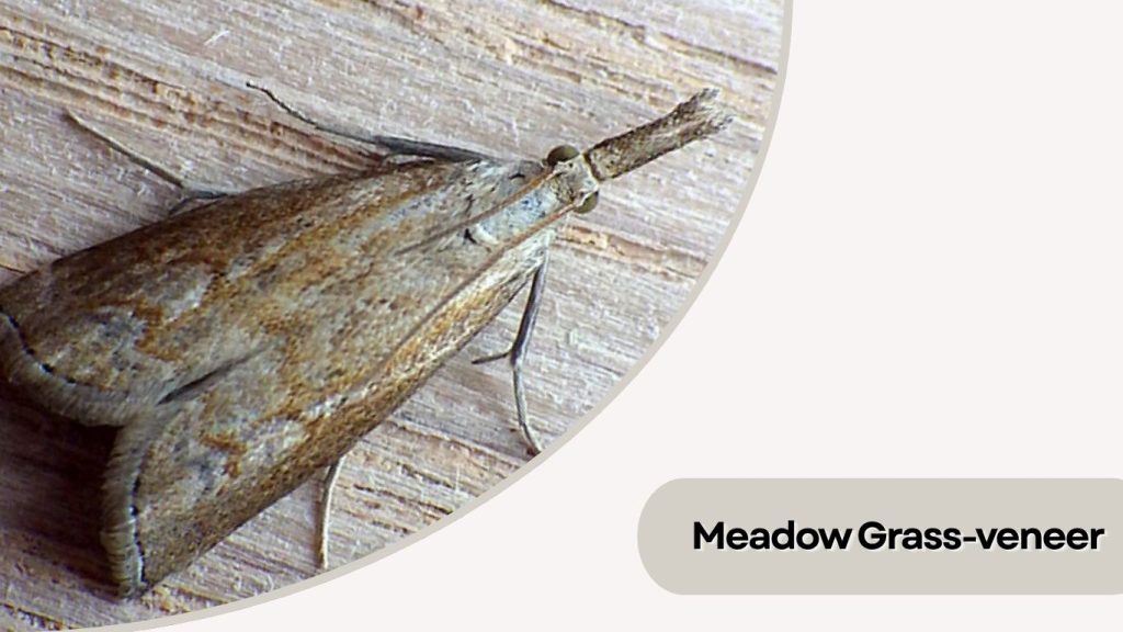 Meadow Grass-veneer