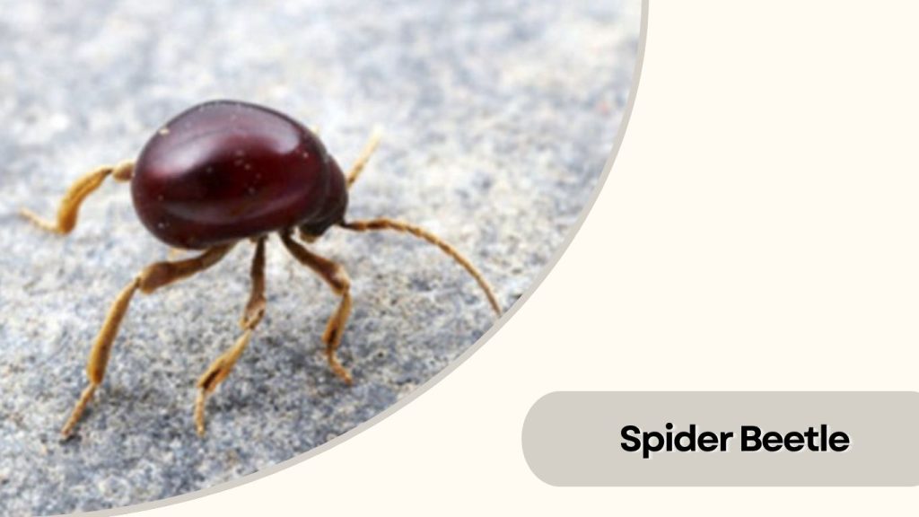 Spider Beetle