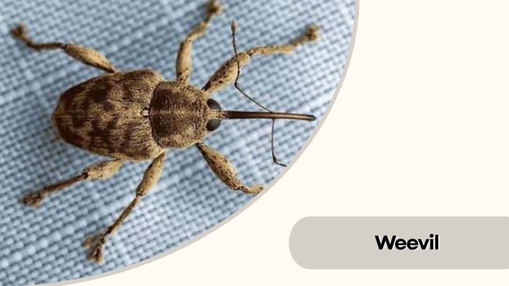 Weevil