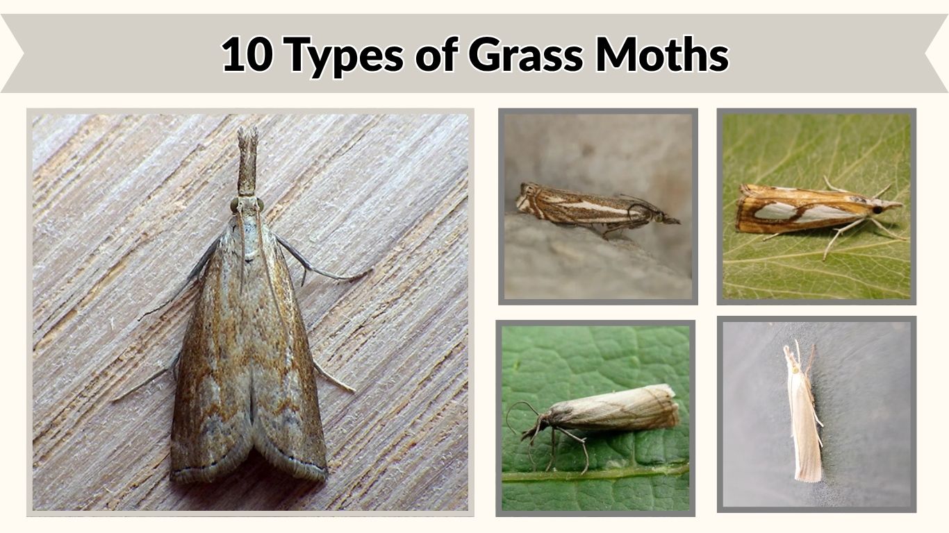 10 Types of Grass Moths: Identification with Pictures