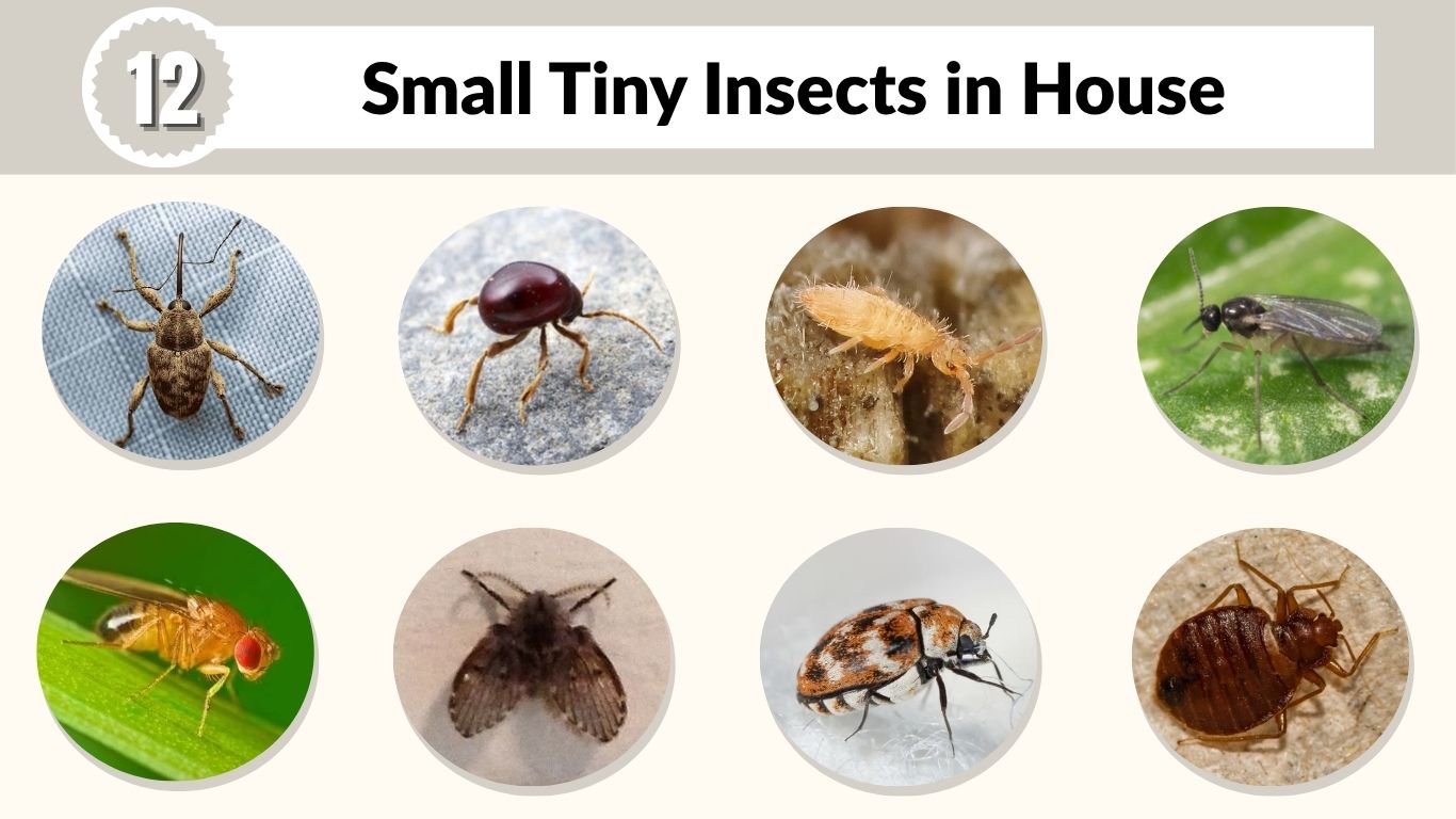 12 Small Tiny Insects in House: Names, Signs, and Control Tips
