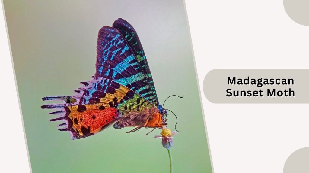 Madagascan Sunset Moth