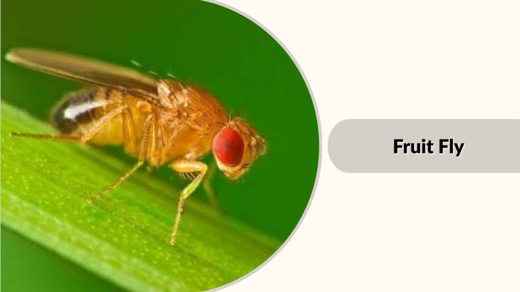 Fruit Fly