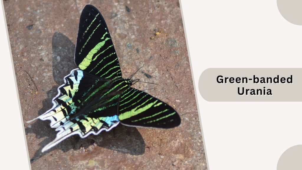 Green-banded Urania