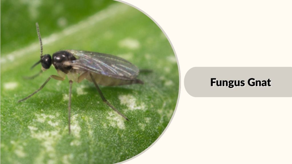 Fungus Gnat