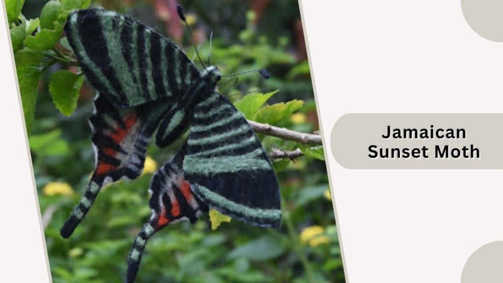 Jamaican Sunset Moth