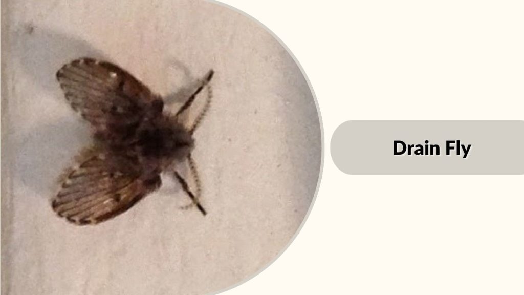 Drain Fly