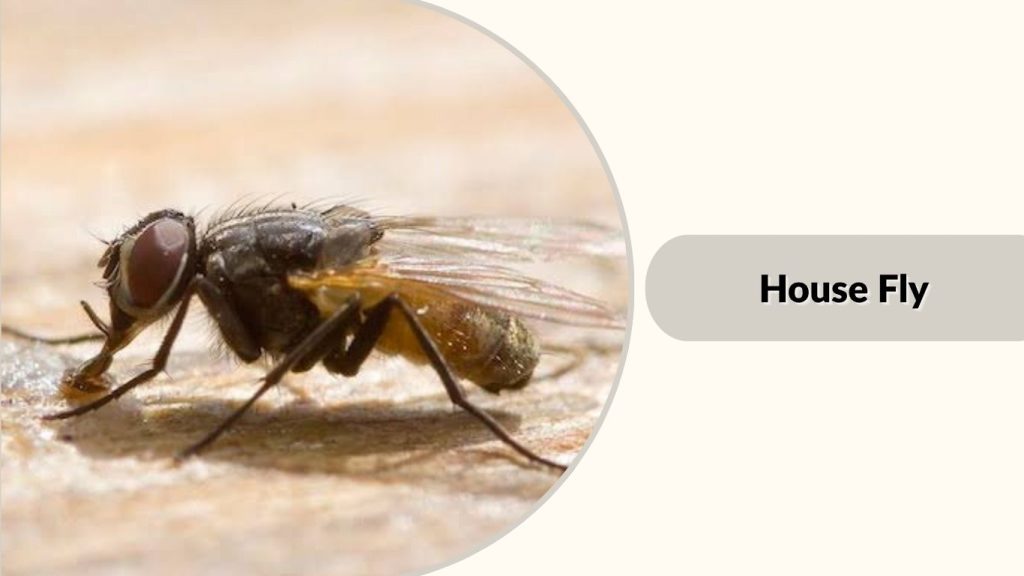House Fly