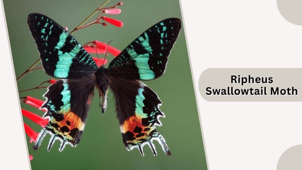 Ripheus Swallowtail Moth