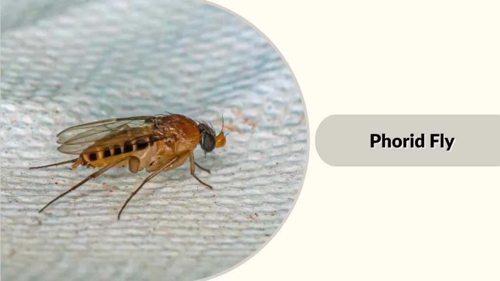 Phorid Fly