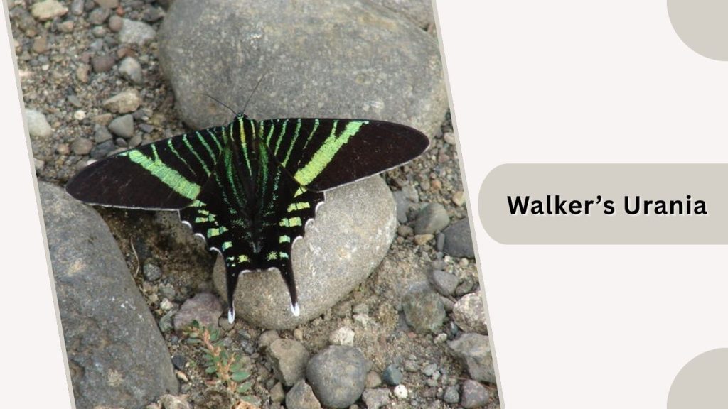 Walker’s Urania