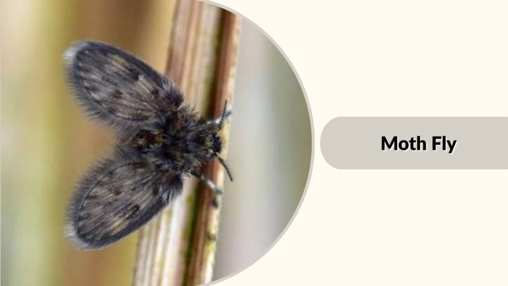 Moth Fly