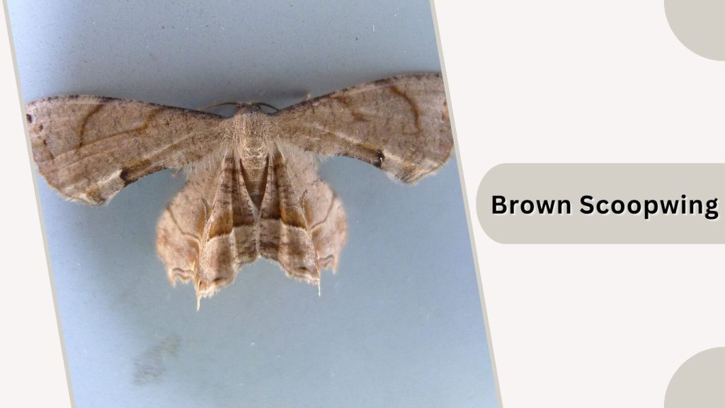 Brown Scoopwing