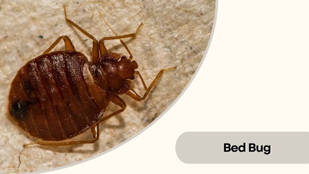 Bed Bug