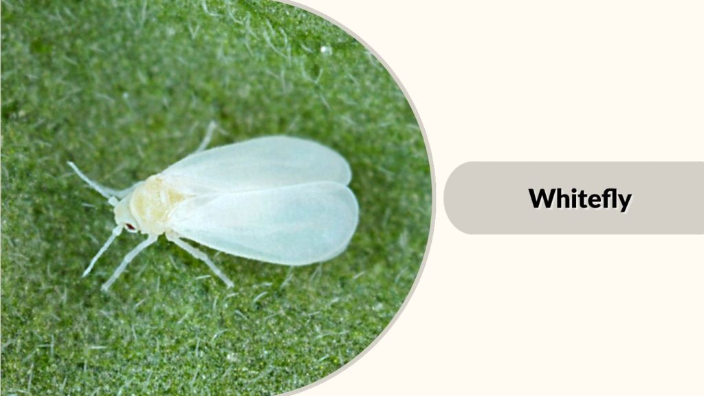 Whitefly