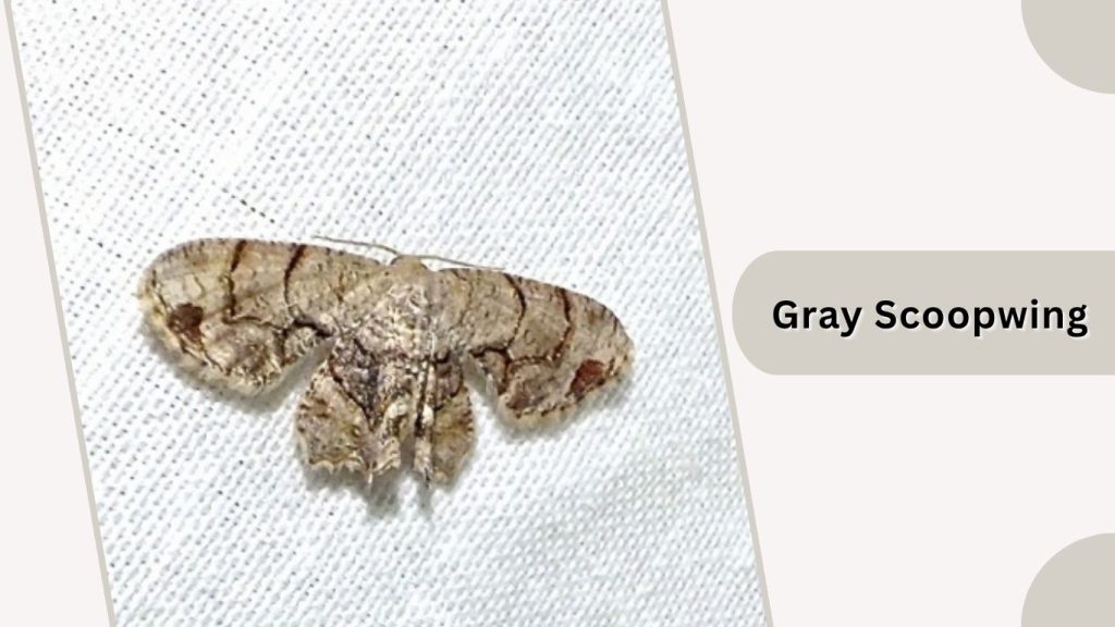 Gray Scoopwing