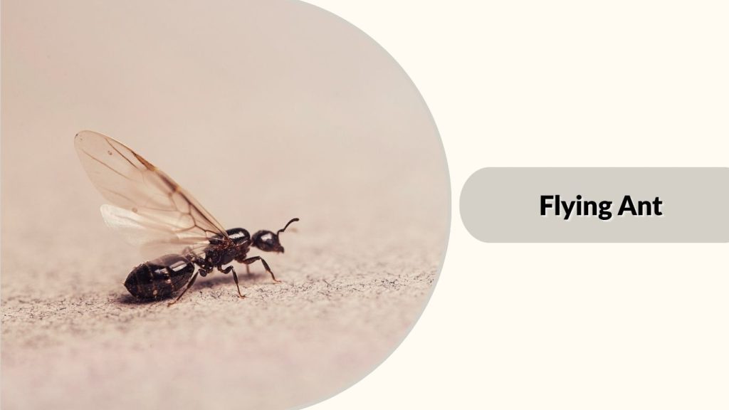 Flying Ant