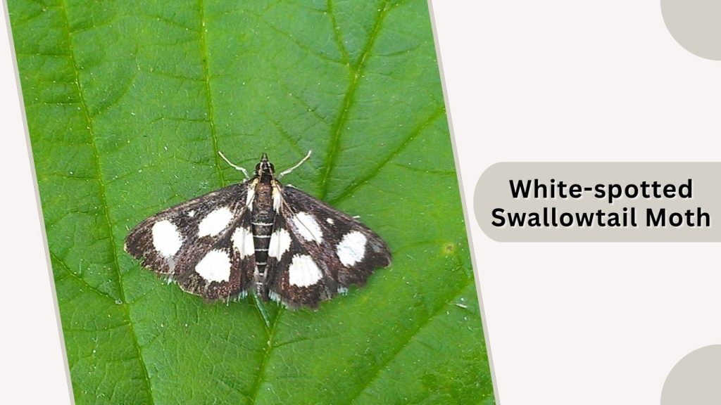 White-spotted Swallowtail Moth