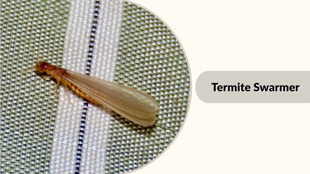 Termite Swarmer