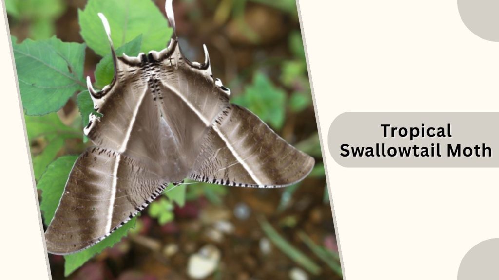 Tropical Swallowtail Moth