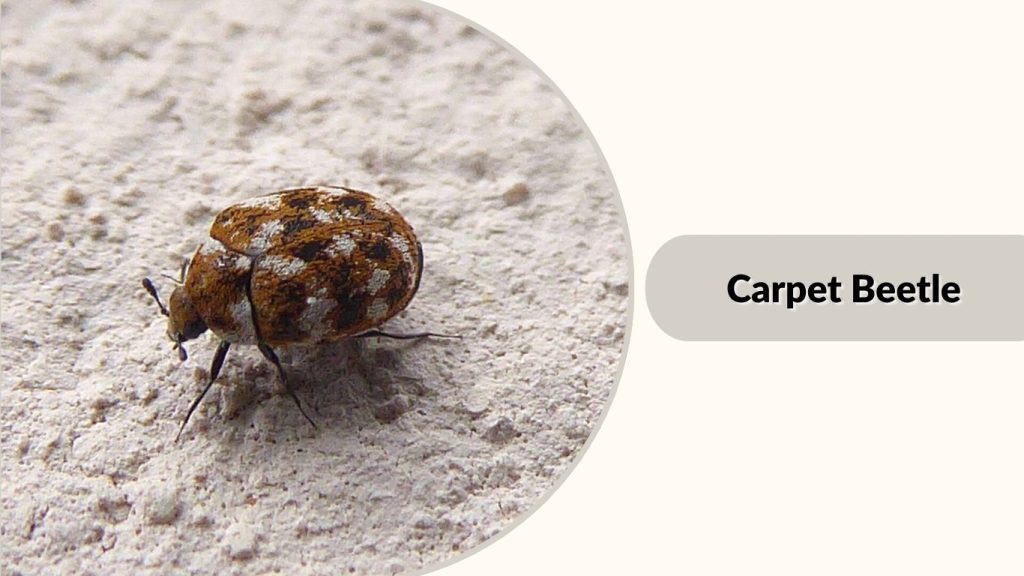 Carpet Beetle