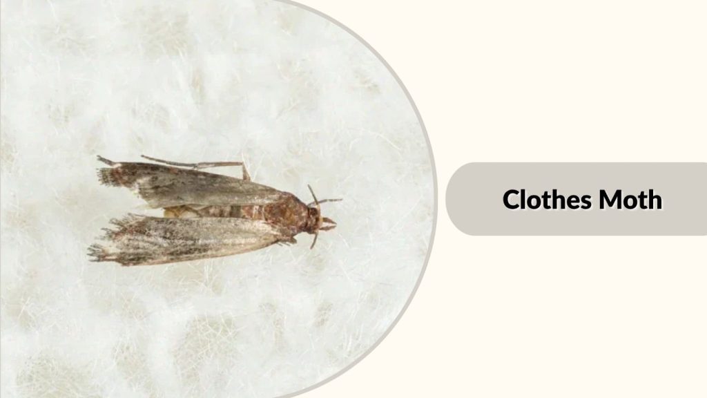 Clothes Moth