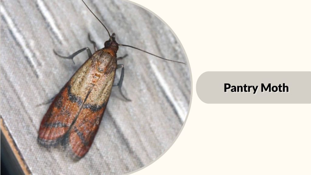 Pantry Moth