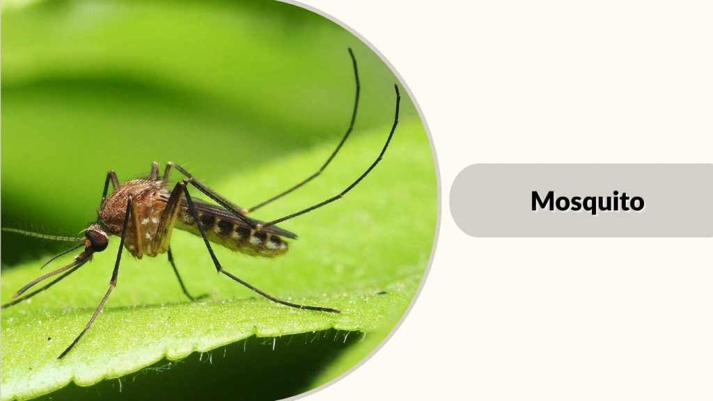 Mosquito