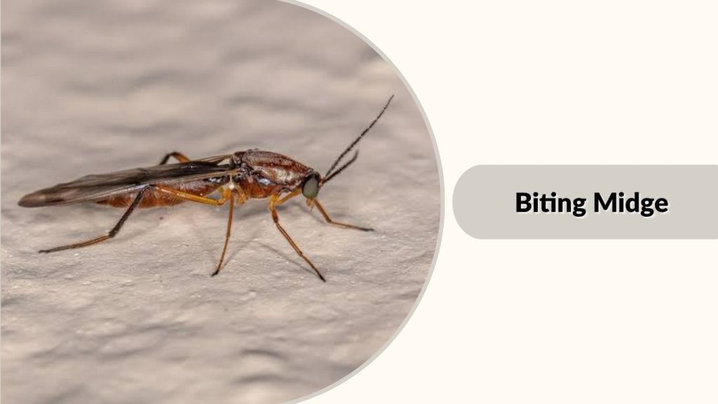 Biting Midge