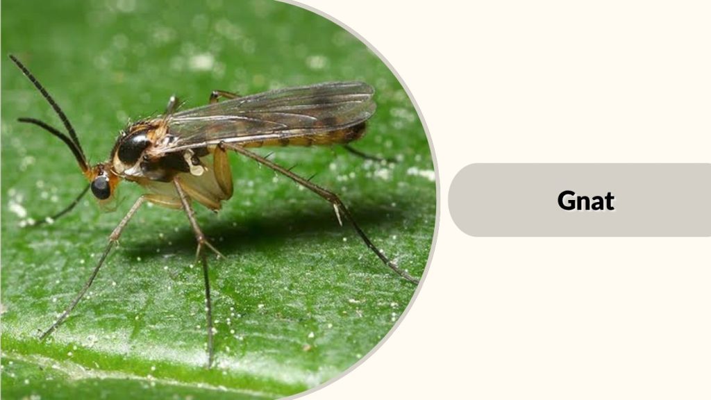 Gnat