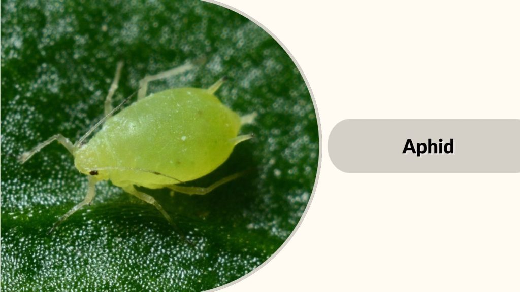 Aphid