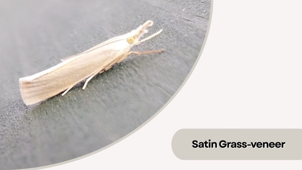 Satin Grass-veneer