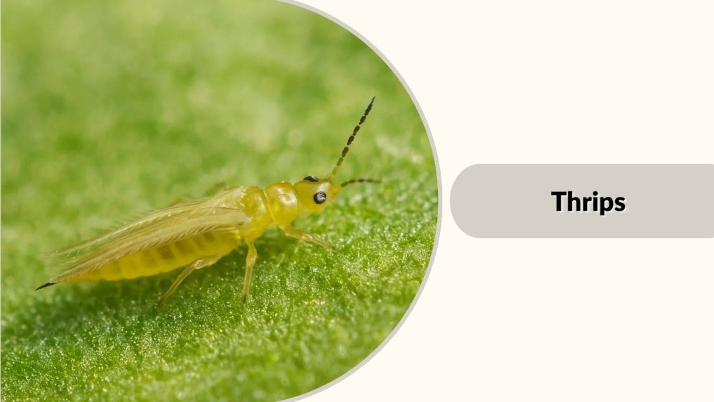 Thrips