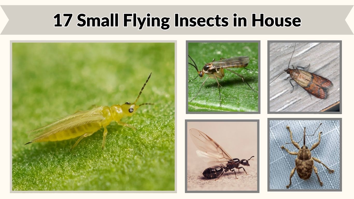17 Small Flying Insects in House: Names, Signs, and Control Tips