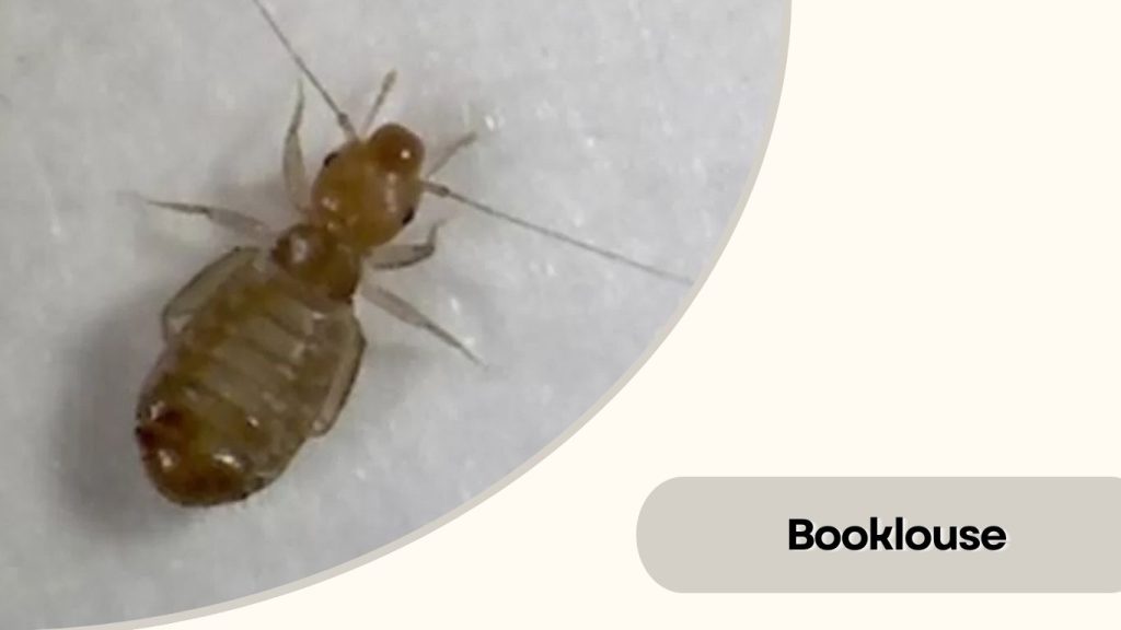 Booklouse