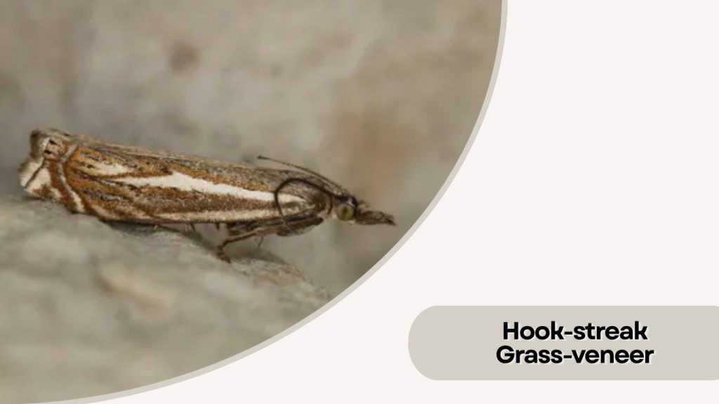 Hook-streak Grass-veneer