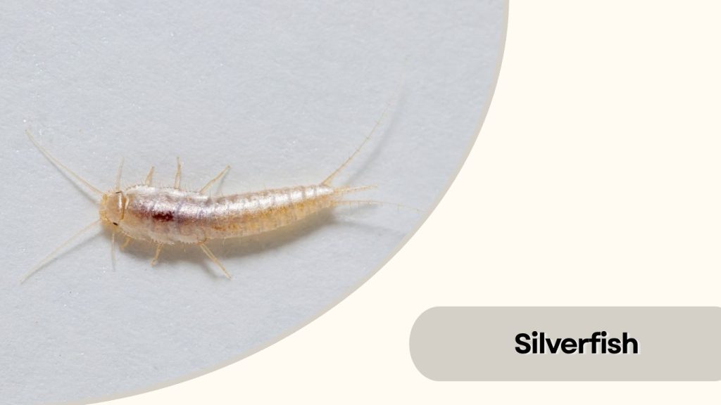 Silverfish