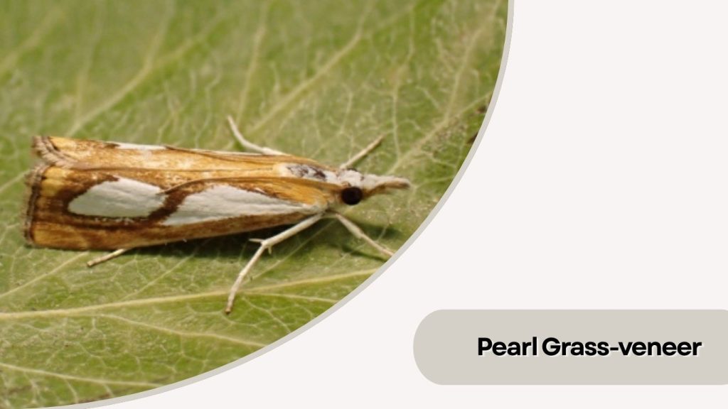 Pearl Grass-veneer