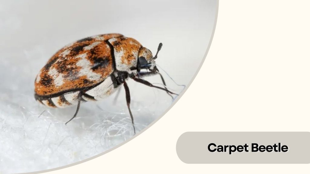Carpet Beetle