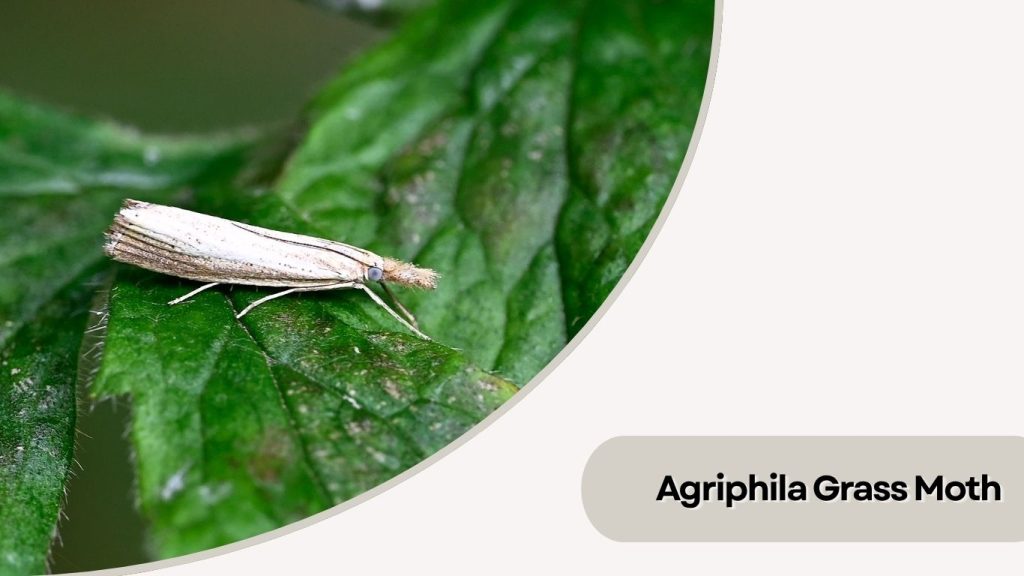 Agriphila Grass Moth
