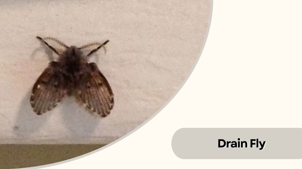 Drain Fly