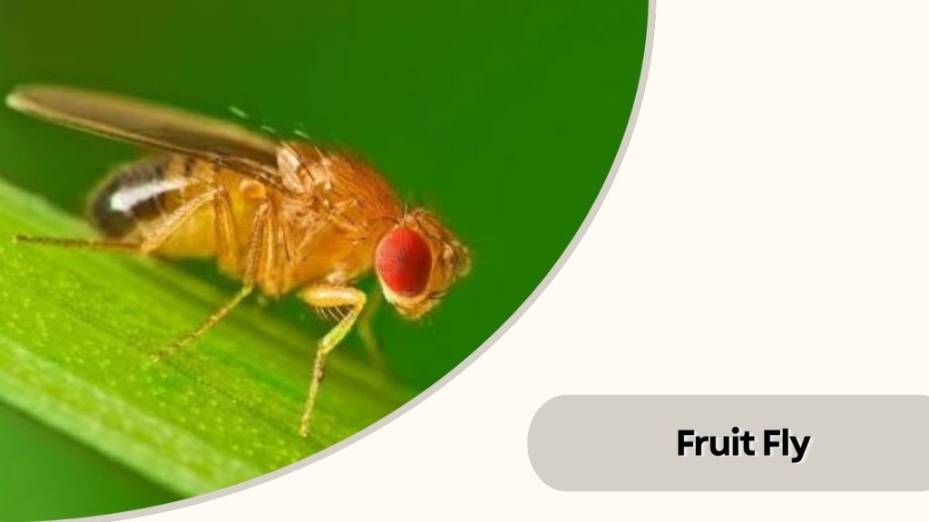 Fruit Fly