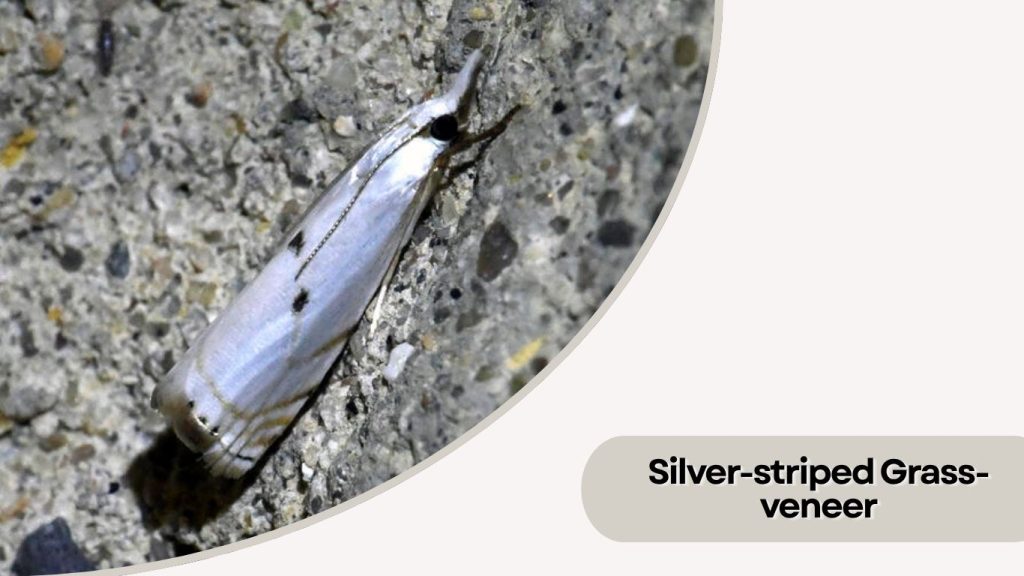 Silver-striped Grass-veneer