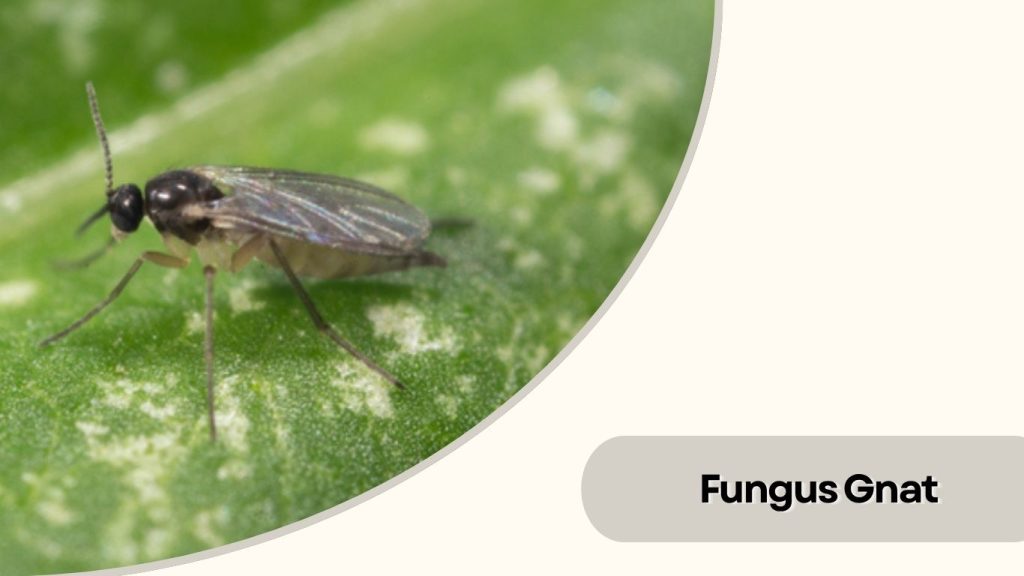 Fungus Gnat