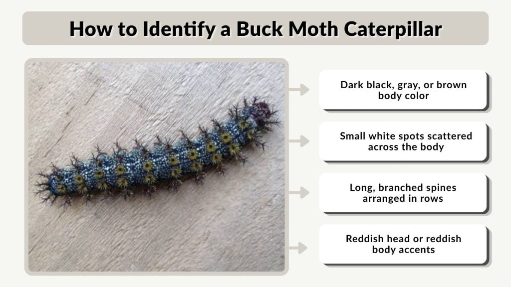 How to Identify a Buck Moth Caterpillar