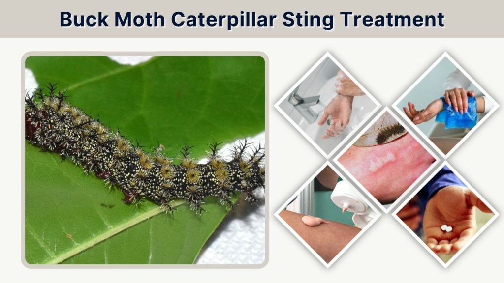 Buck Moth Caterpillar Sting Treatment