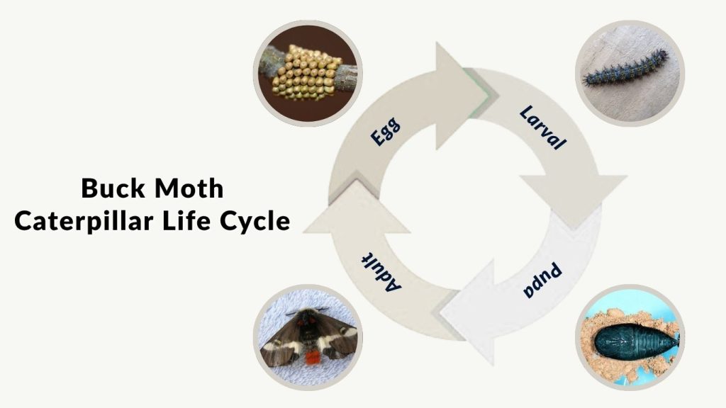 Buck Moth Caterpillar Life Cycle